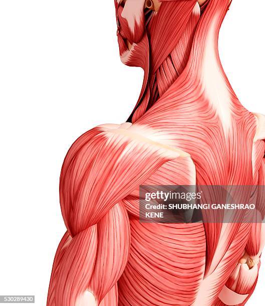 human musculature, computer artwork. - menschlicher muskel stock-fotos und bilder