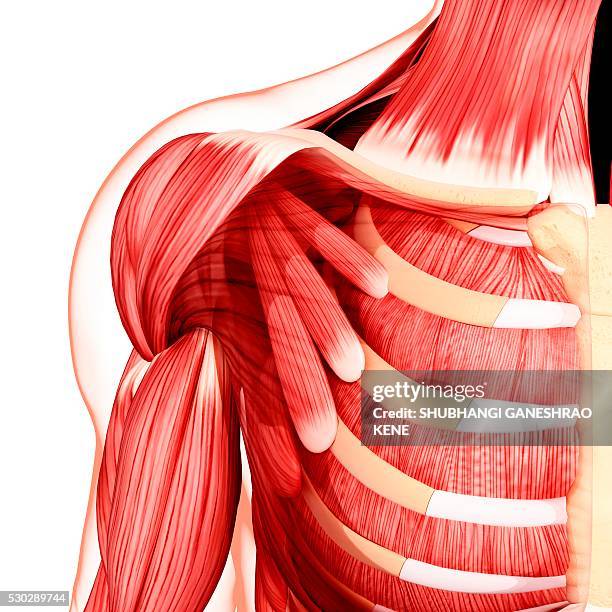 human musculature, computer artwork. - muscle humain photos et images de collection