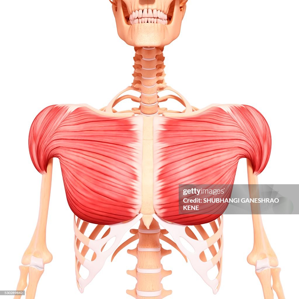 Human musculature, computer artwork.