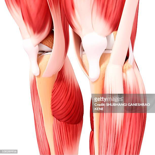 human leg musculature, computer artwork. - tibialis anterior muscle stock-fotos und bilder