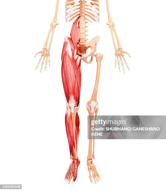 human musculature, computer artwork. - sartorius stock pictures, royalty-free photos & images