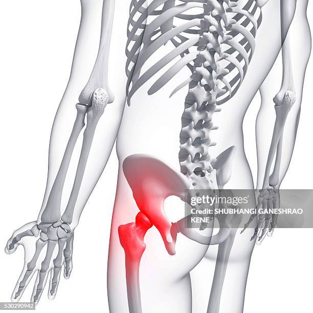 Coxit 153 Coccyx Joint Stock Photos, High-Res Pictures, and Images - Getty Images