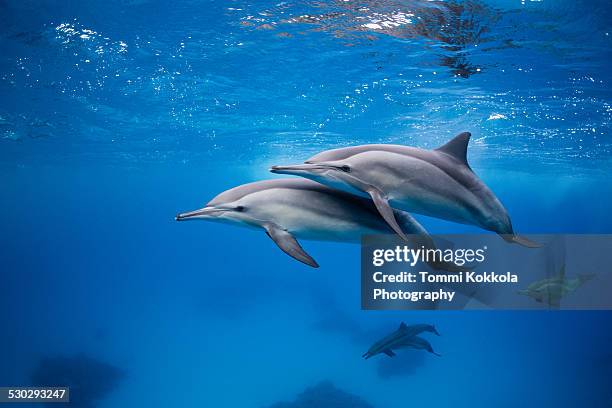 spinner dolphins at red sea, egypt - delfino foto e immagini stock