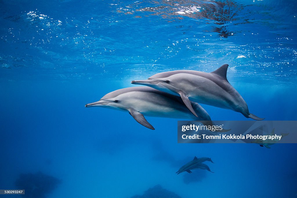 Spinner Dolphins at Red Sea, Egypt