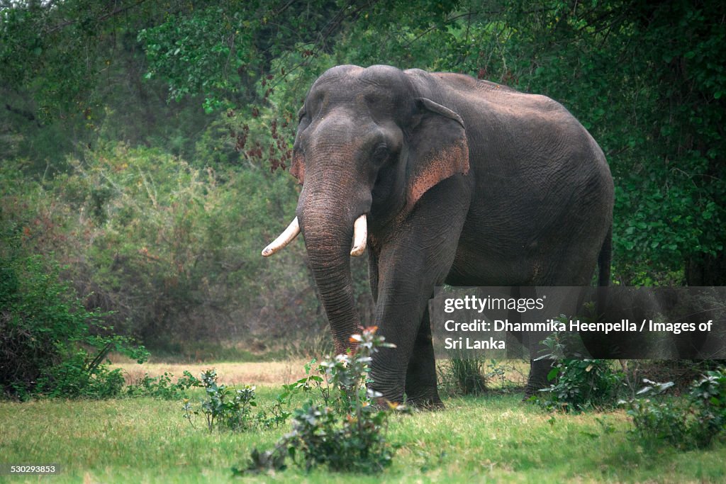 "Walagamaba" the man-killer wild elephant, Kala wewa