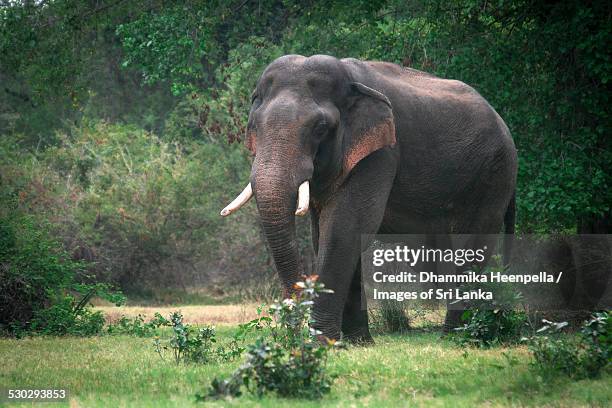 "walagamaba" the man-killer wild elephant, kala wewa - sri lanka elephant stock pictures, royalty-free photos & images