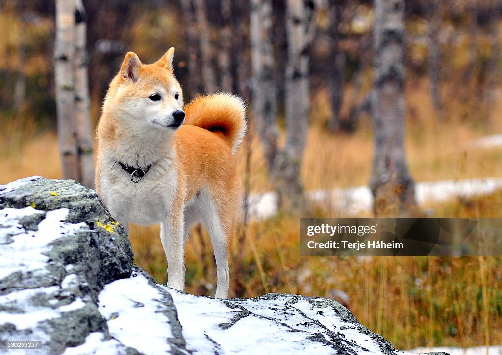 Little My, a Shiba Inu