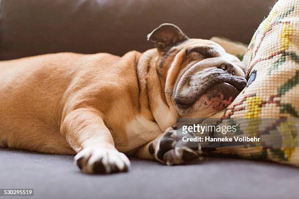 english bulldog sleeping on couch - couch potato stock-fotos und bilder