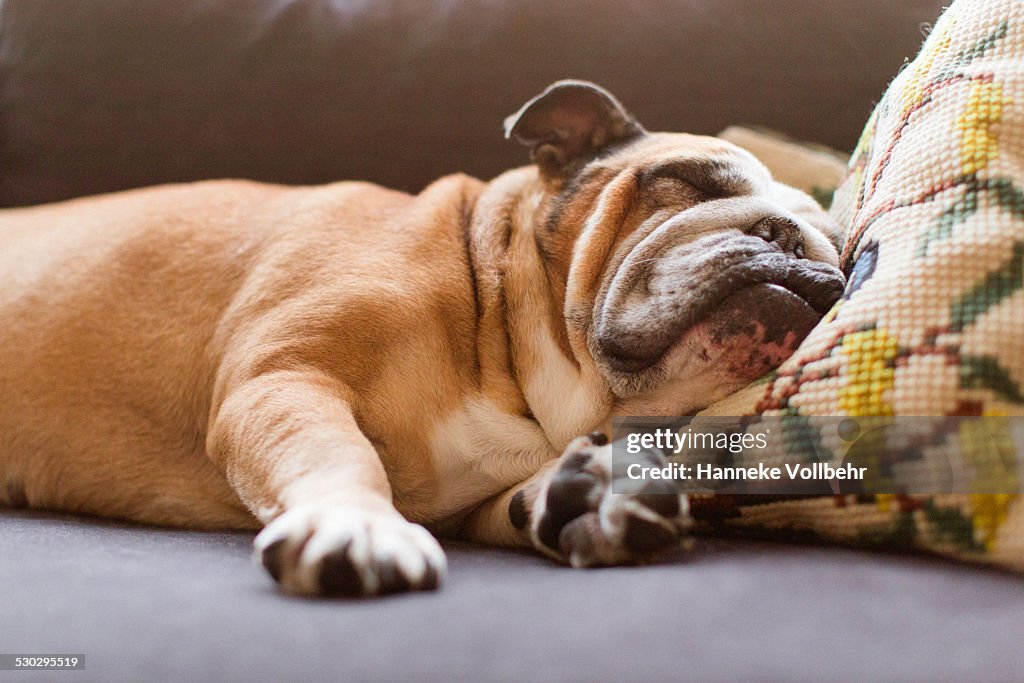 English bulldog sleeping on couch