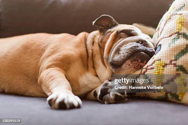 english bulldog sleeping on couch - couch potato imagens e fotografias de stock