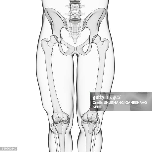 human skeleton, computer artwork. - hip body part stock pictures, royalty-free photos & images
