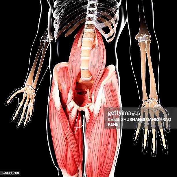 human musculature, computer artwork. - pectineus muscle stock pictures, royalty-free photos & images