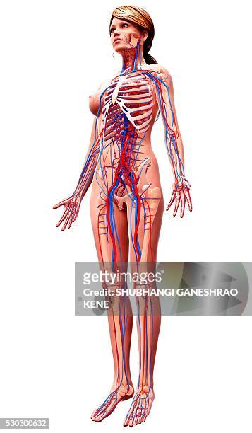 female cardiovascular system, computer artwork. - vena cava vena humana fotografías e imágenes de stock