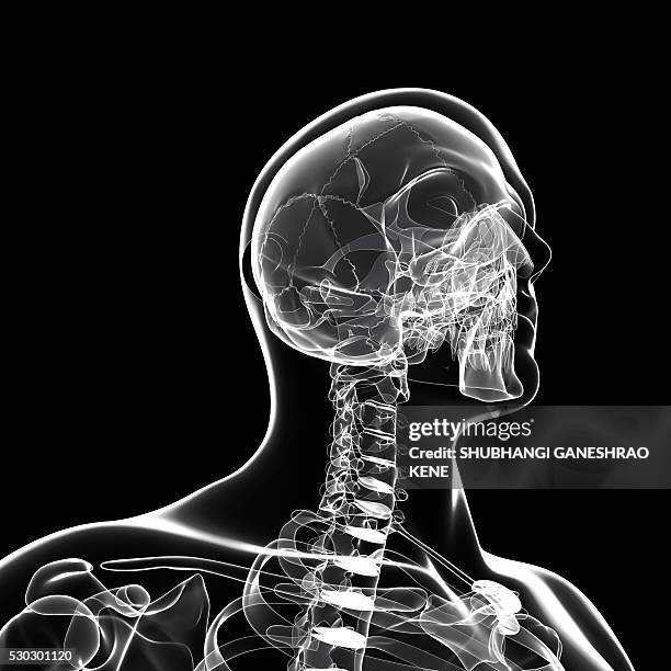 Human Computer Skeleton 5,293 Skeleton Computer Stock Photos, High-Res Pictures, and Images ...