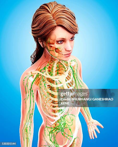 female lymphatic system, computer artwork. - lymphsystem stock-fotos und bilder