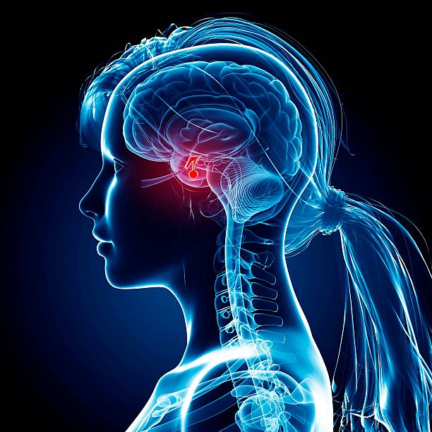 female brain, computer artwork. - pituitary gland stock pictures, royalty-free photos & images