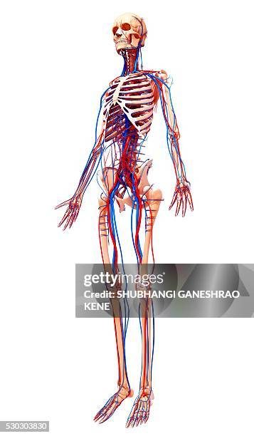 human cardiovascular system, computer artwork. - human artery stock pictures, royalty-free photos & images