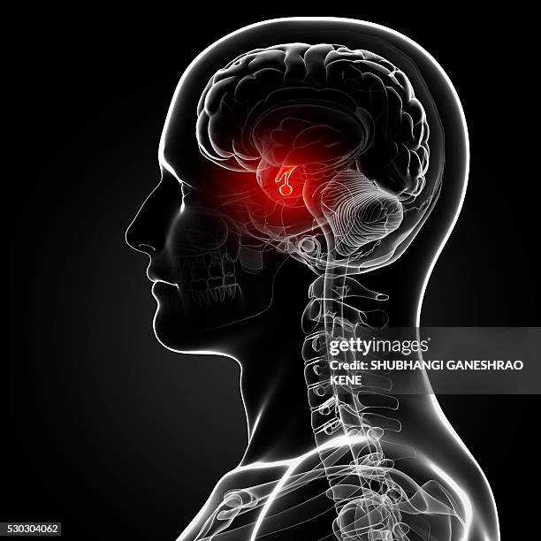 male brain, computer artwork. - human gland stockfoto's en -beelden
