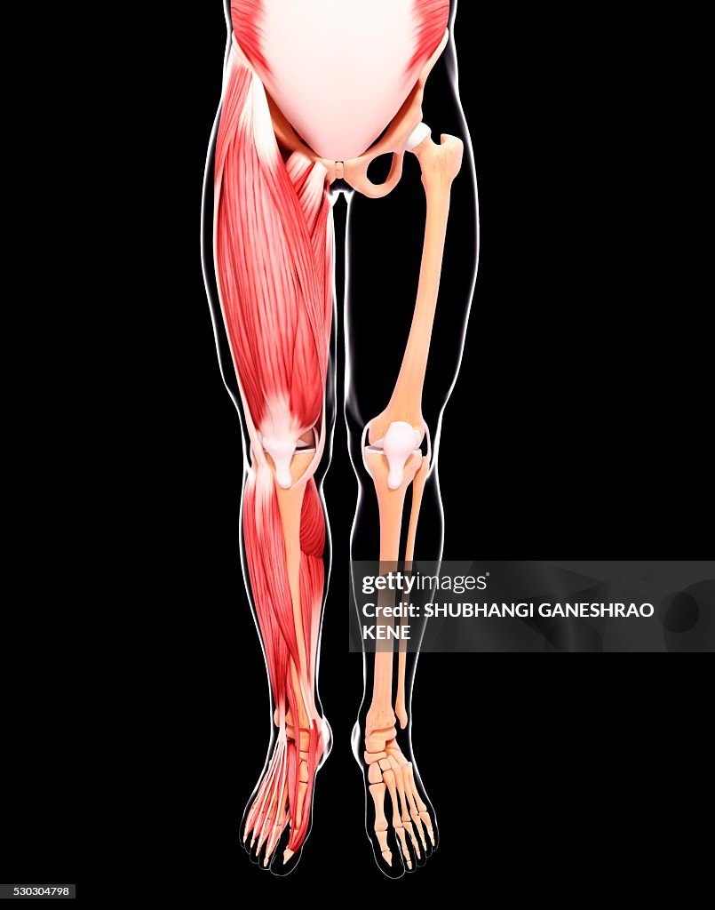 Human leg musculature, computer artwork.