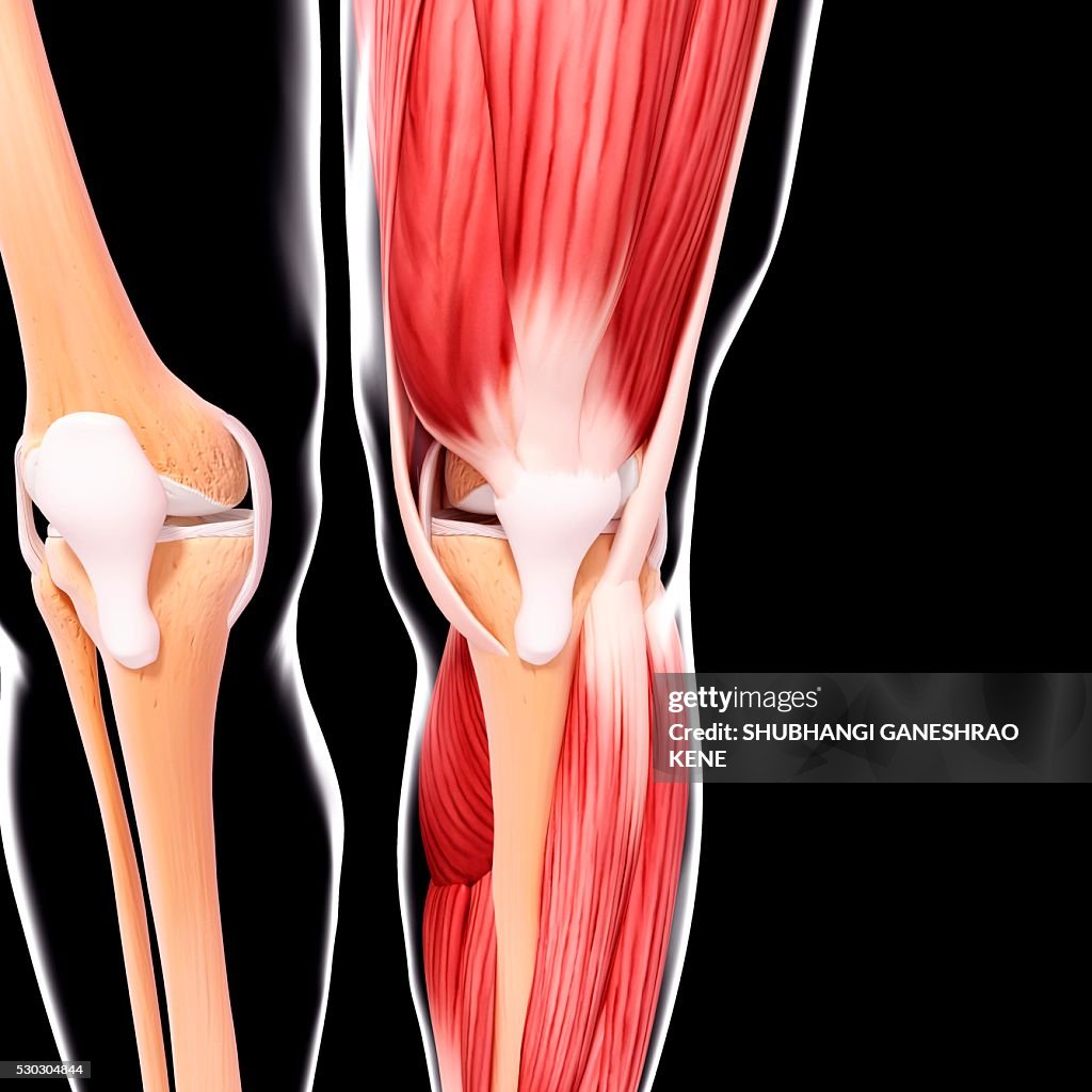 Human leg musculature, computer artwork.