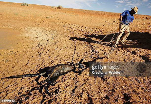 Stockman Gordon Litchfield from Wilpoorinna sheep and cattle station drags dead kangaroos on his property June 7, 2005 in Leigh Creek, Australia....