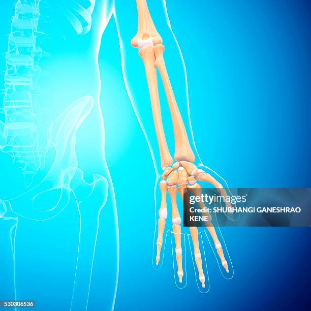 human arm bones, computer artwork. - ulna stock pictures, royalty-free photos & images