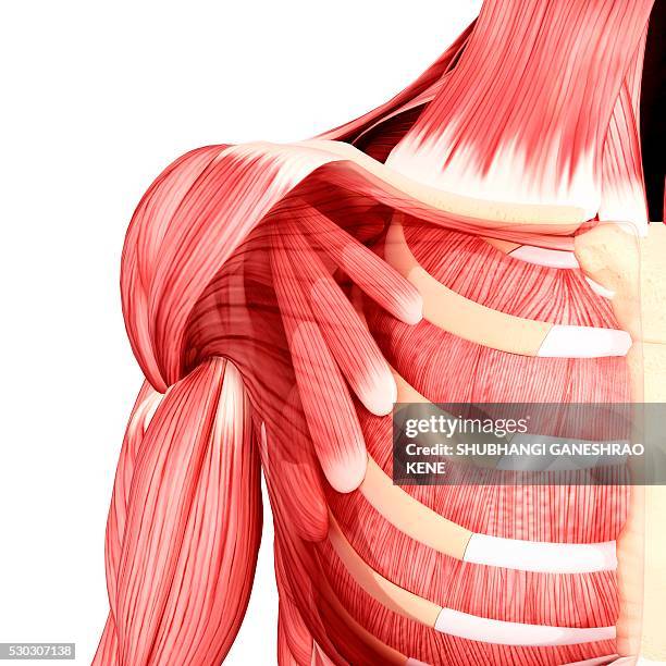 human musculature, computer artwork. - deltoid stock pictures, royalty-free photos & images