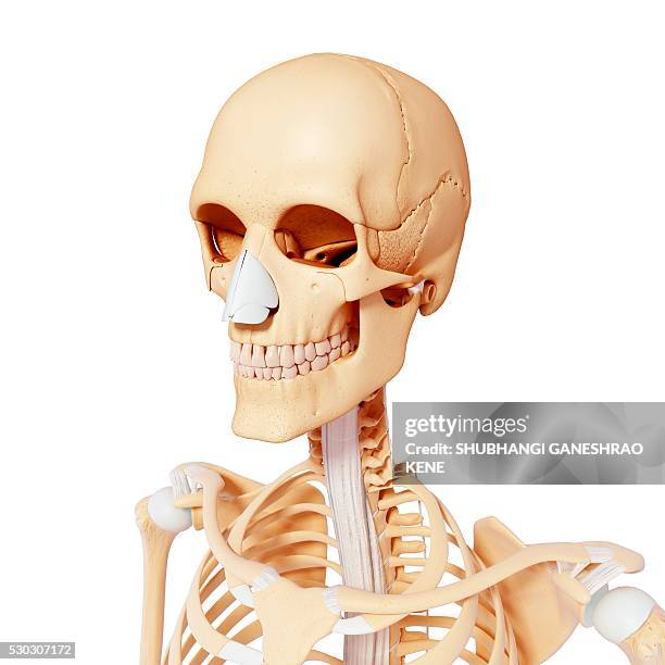 human skeleton, computer artwork. - human vertebra - fotografias e filmes do acervo