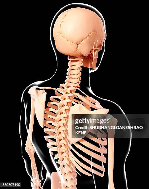 human skeleton, computer artwork. - biomedicinsk illustration bildbanksfoton och bilder