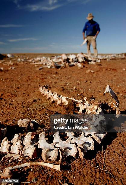 Stockman Gordon Litchfield from Wilpoorinna sheep and cattle station surveys dead livestock on his property on June 7, 2005 in Leigh Creek,...