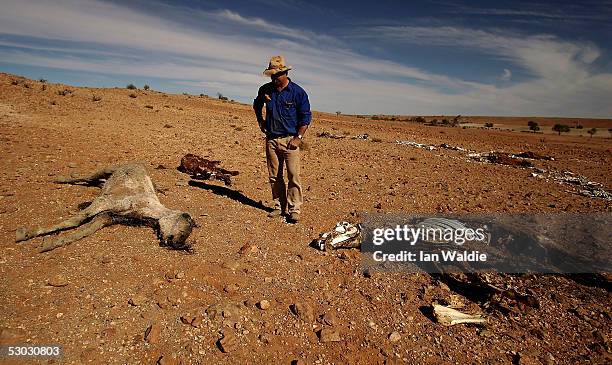 Stockman Gordon Litchfield from Wilpoorinna sheep and cattle station surveys dead horses and cattle in a dry dam on his property on June 7, 2005 in...