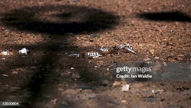 Dead livestock lie in the shadow of a windmill at Wilpoorinna sheep and cattle station on June 7, 2005 in Leigh Creek, Australia. Australia is...