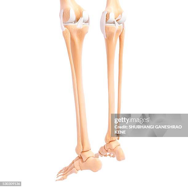 human leg bones, computer artwork. - fibula stockfoto's en -beelden
