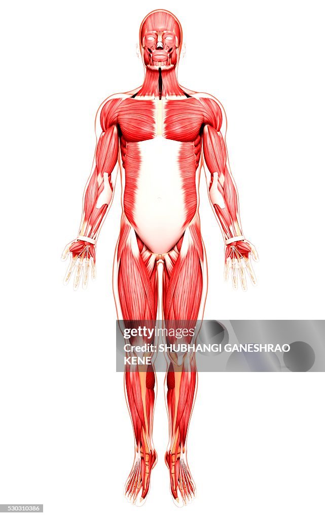 Human musculature, computer artwork.