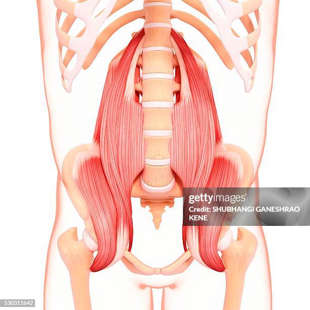 human musculature, computer artwork. - hip anatomy stock pictures, royalty-free photos & images