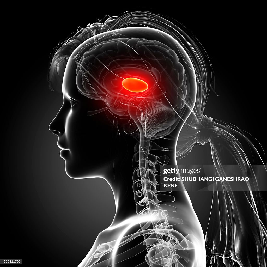 Female brain, computer artwork.