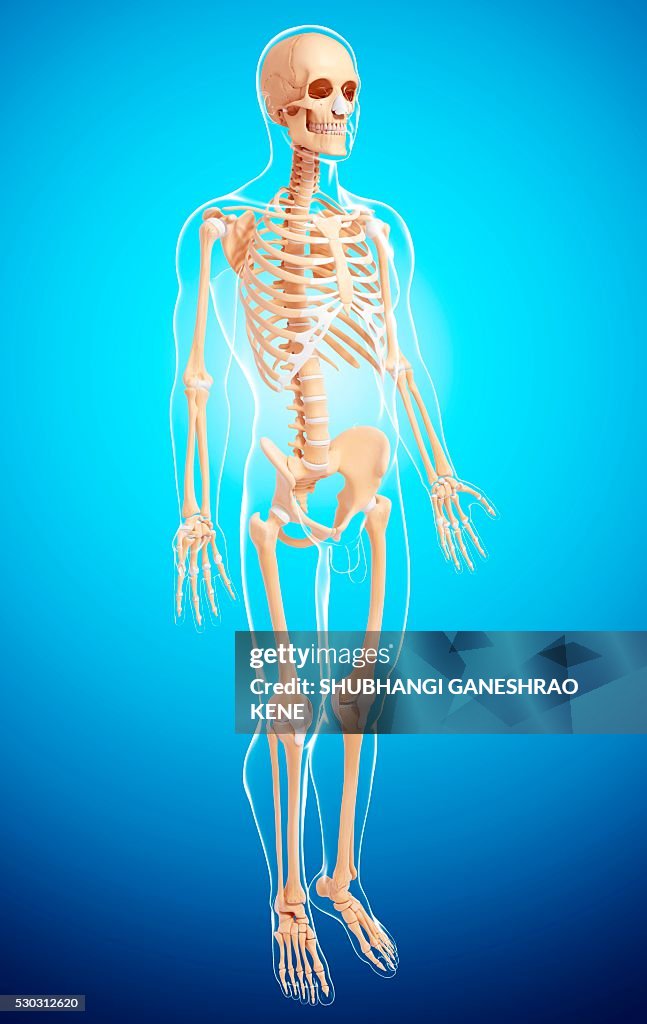 Male Skeleton Computer Artwork High-Res Stock Photo - Getty Images