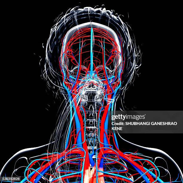 female cardiovascular system, computer artwork. - carotid artery stock pictures, royalty-free photos & images