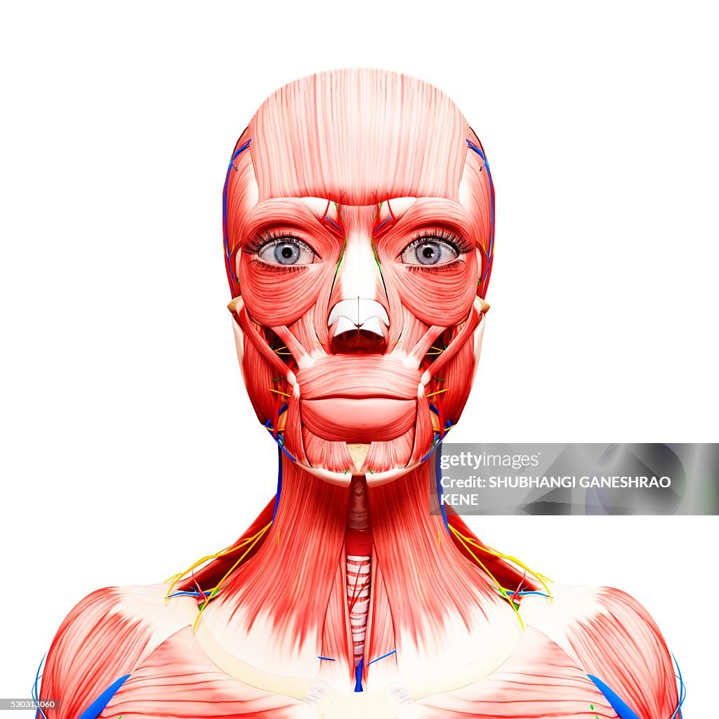 Female anatomy, computer artwork.