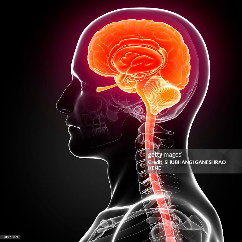 Male brain, computer artwork.