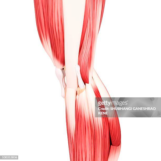 human leg musculature, computer artwork. - gastrocnemius stock pictures, royalty-free photos & images