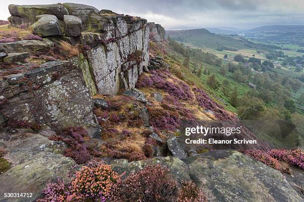heather on curbar edge at dawn, with view towards baslow edge, late summer, peak district, derbyshire, england, united kingdom, europe - baslow stock pictures, royalty-free photos & images