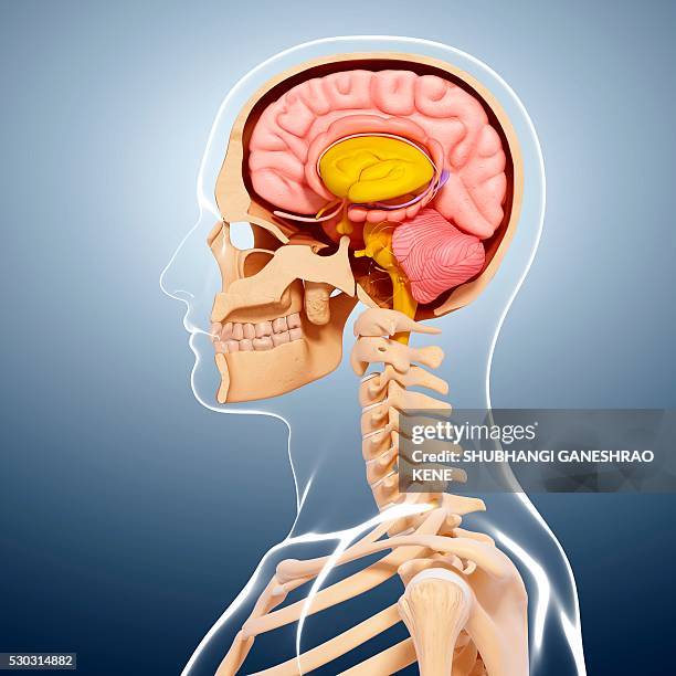 human anatomy, computer artwork. - spinal cord cross section stock pictures, royalty-free photos & images