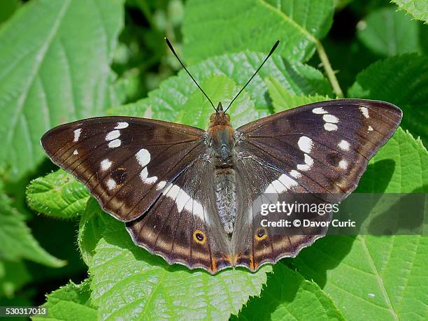 the purple emperor - kleiner schillerfalter stock-fotos und bilder