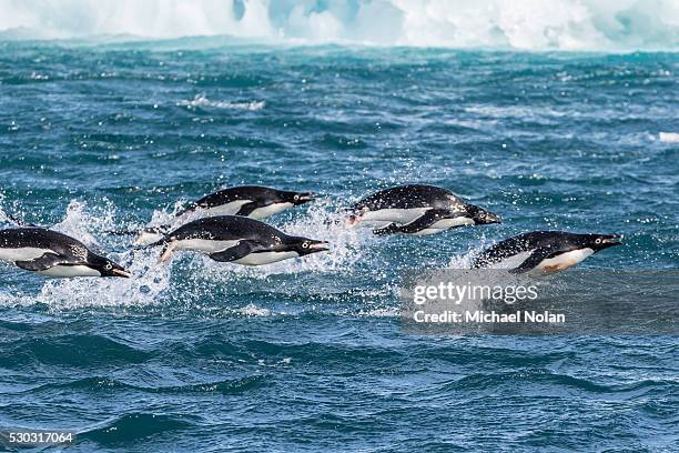 adelie penguins (pygoscelis adeliae) porpoising at sea at brown bluff, antarctica, southern ocean, polar regions - antarctic ocean stock-fotos und bilder