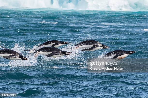 adelie penguins (pygoscelis adeliae) porpoising at sea at brown bluff, antarctica, southern ocean, polar regions - océano antártico fotografías e imágenes de stock