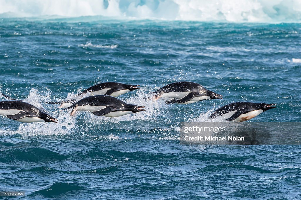 Adelie penguins (Pygoscelis adeliae) porpoising at sea at Brown Bluff, Antarctica, Southern Ocean, Polar Regions