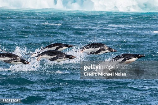 Adelie penguins (Pygoscelis adeliae) porpoising at sea at Brown Bluff, Antarctica, Southern Ocean, Polar Regions Adelie penguins (Pygoscelis adeliae) porpoising at sea at Brown Bluff, Antarctica, Southern Ocean, Polar Regions