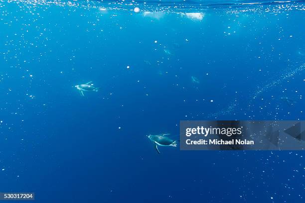 gentoo penguins (pygoscelis papua) feeding underwater at booth island, antarctica, polar regions - eselspinguin stock-fotos und bilder