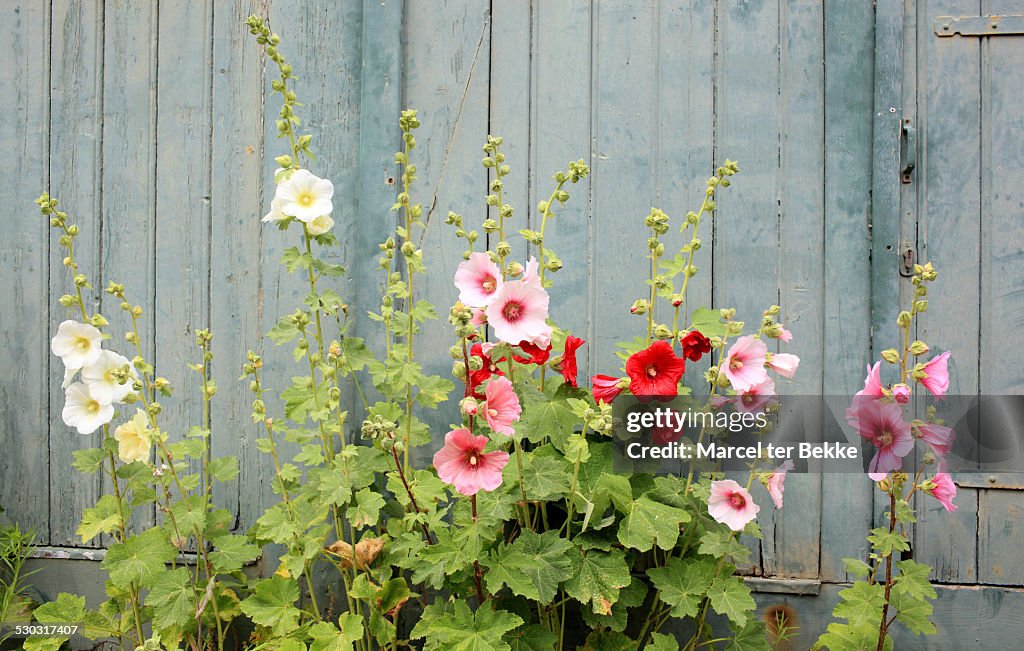 Hollyhocks in front of an old house